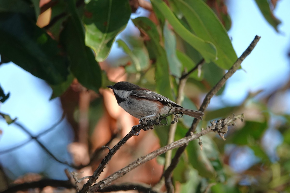 Chestnut-backed Chickadee - ML641128875