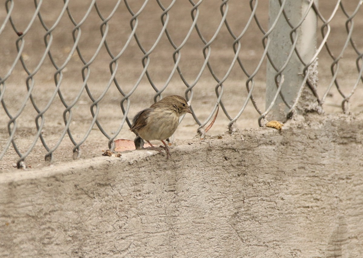 Ash-breasted Sierra Finch - ML641128888