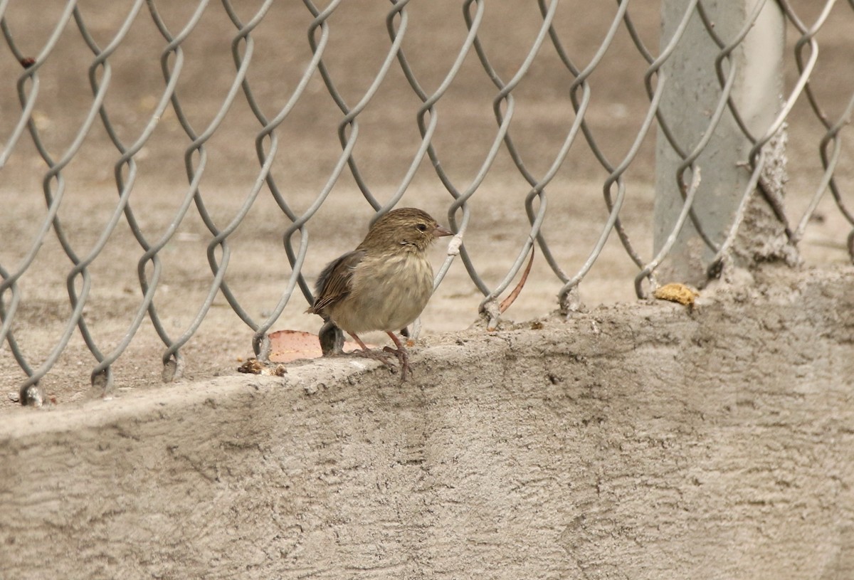 Ash-breasted Sierra Finch - ML641128889