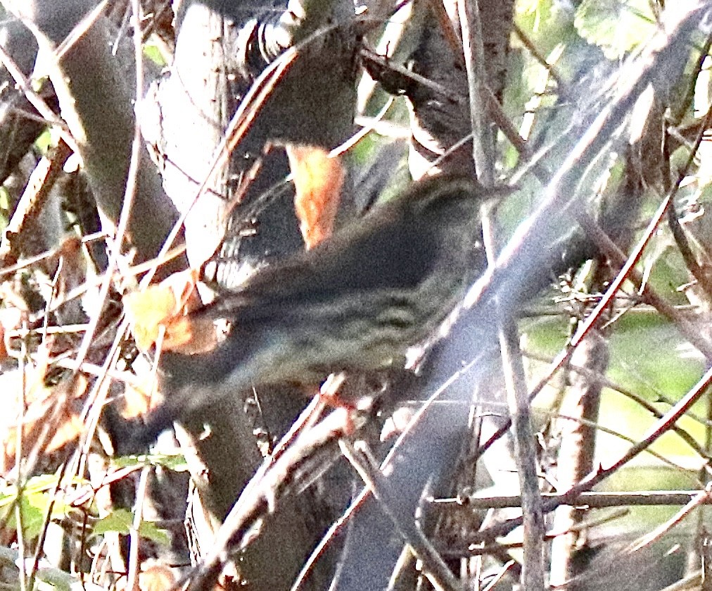 Northern Waterthrush - ML641128891
