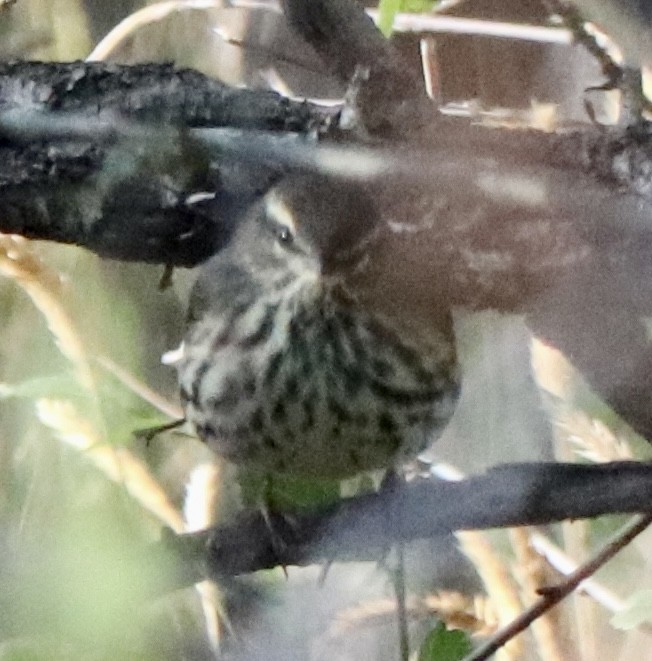 Northern Waterthrush - ML641128892