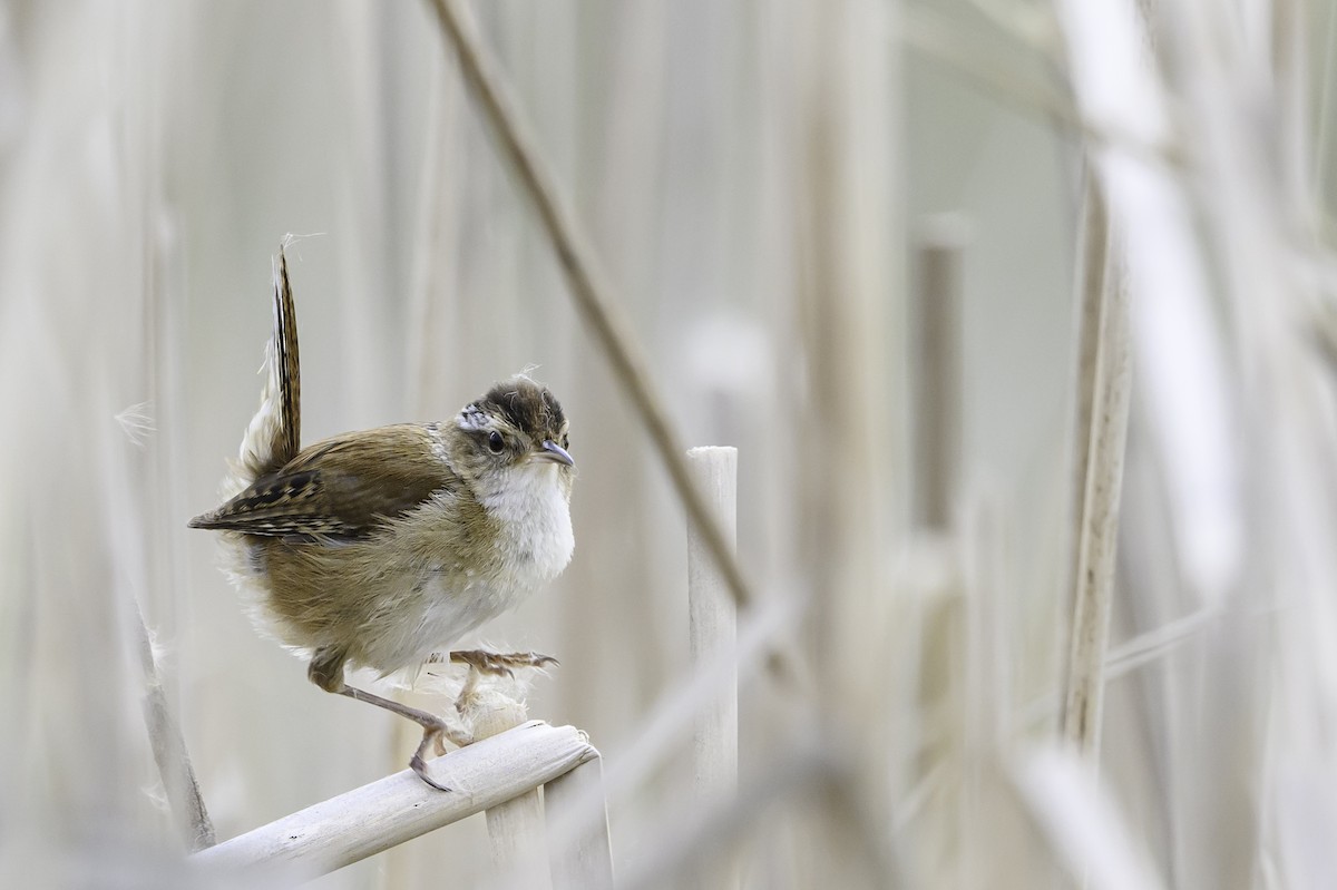 Marsh Wren - ML641128904