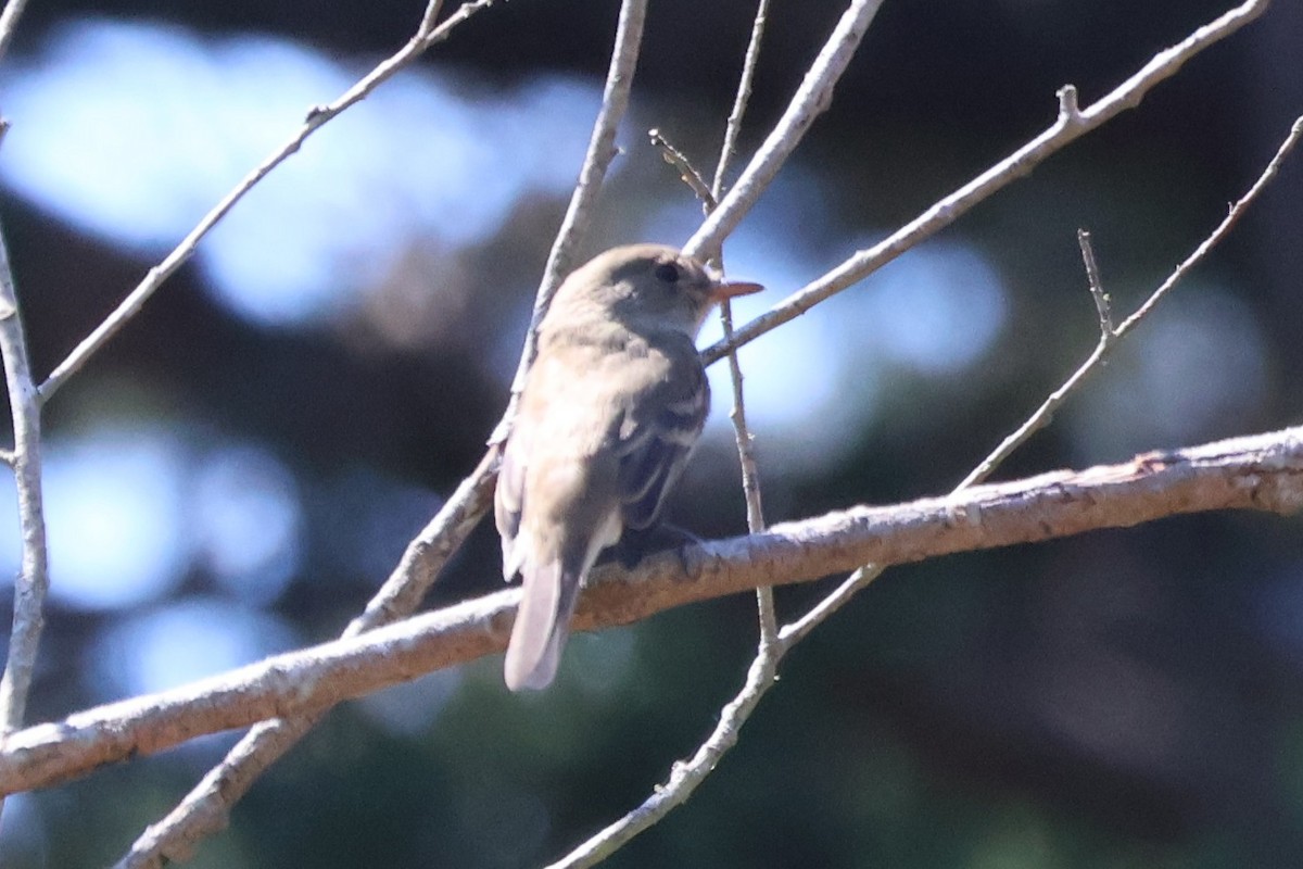 Willow Flycatcher - ML641128922