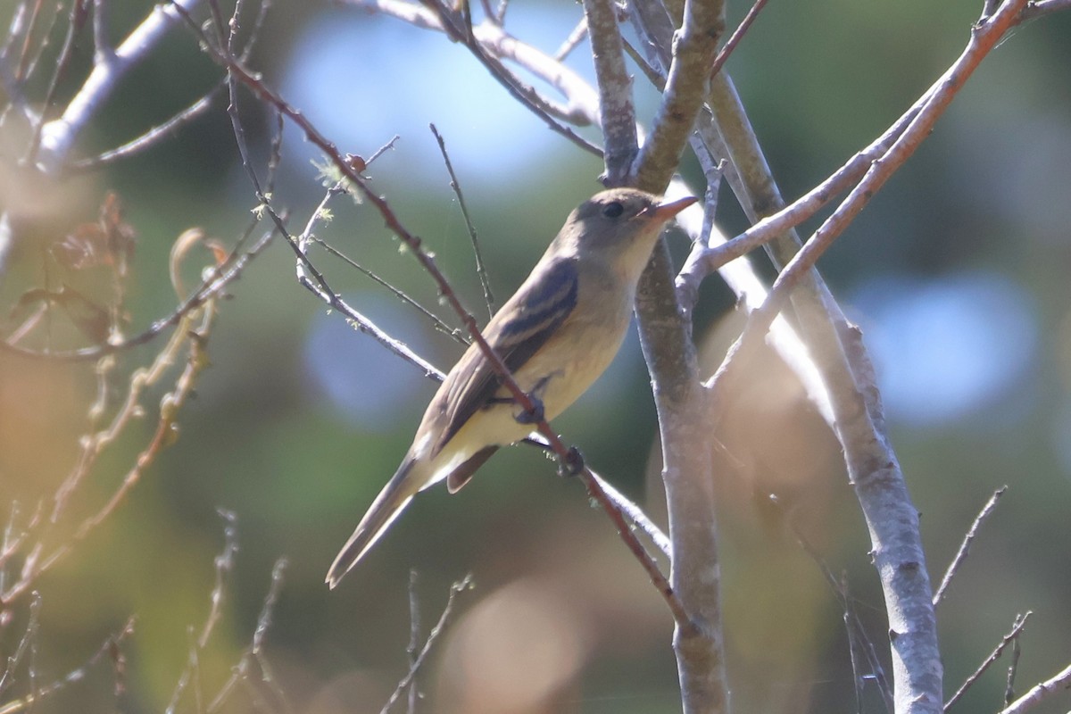 Willow Flycatcher - ML641128923