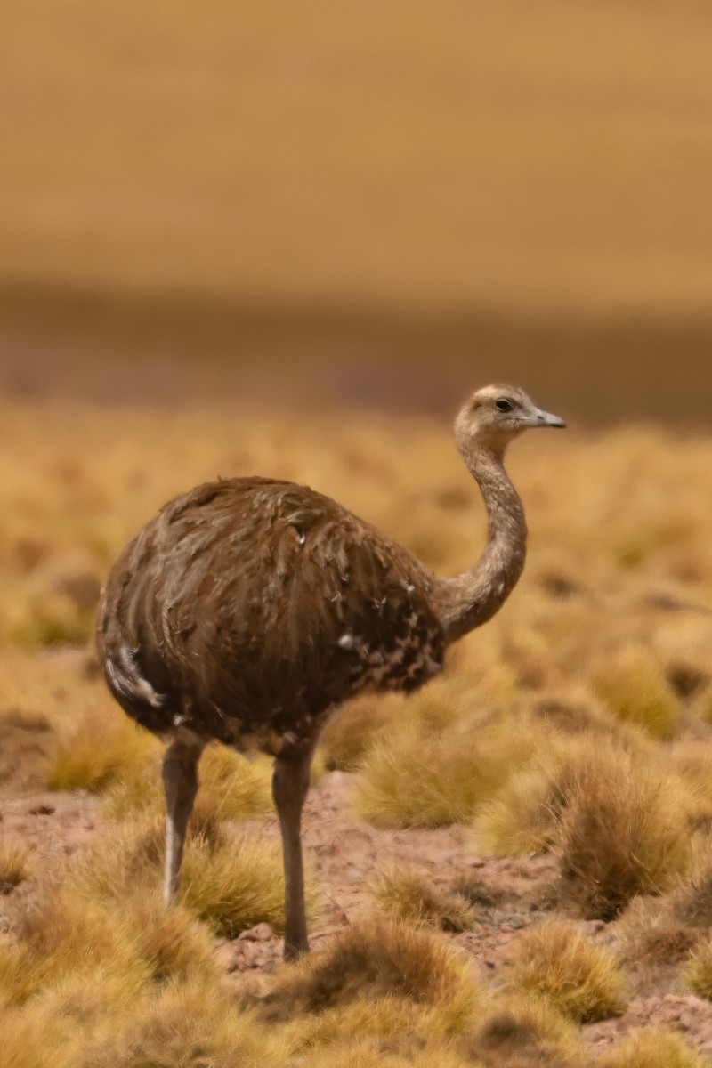 Lesser Rhea - ML641128924