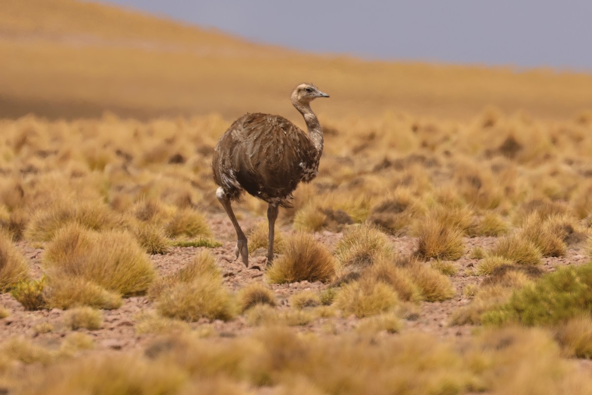 Lesser Rhea - ML641128925