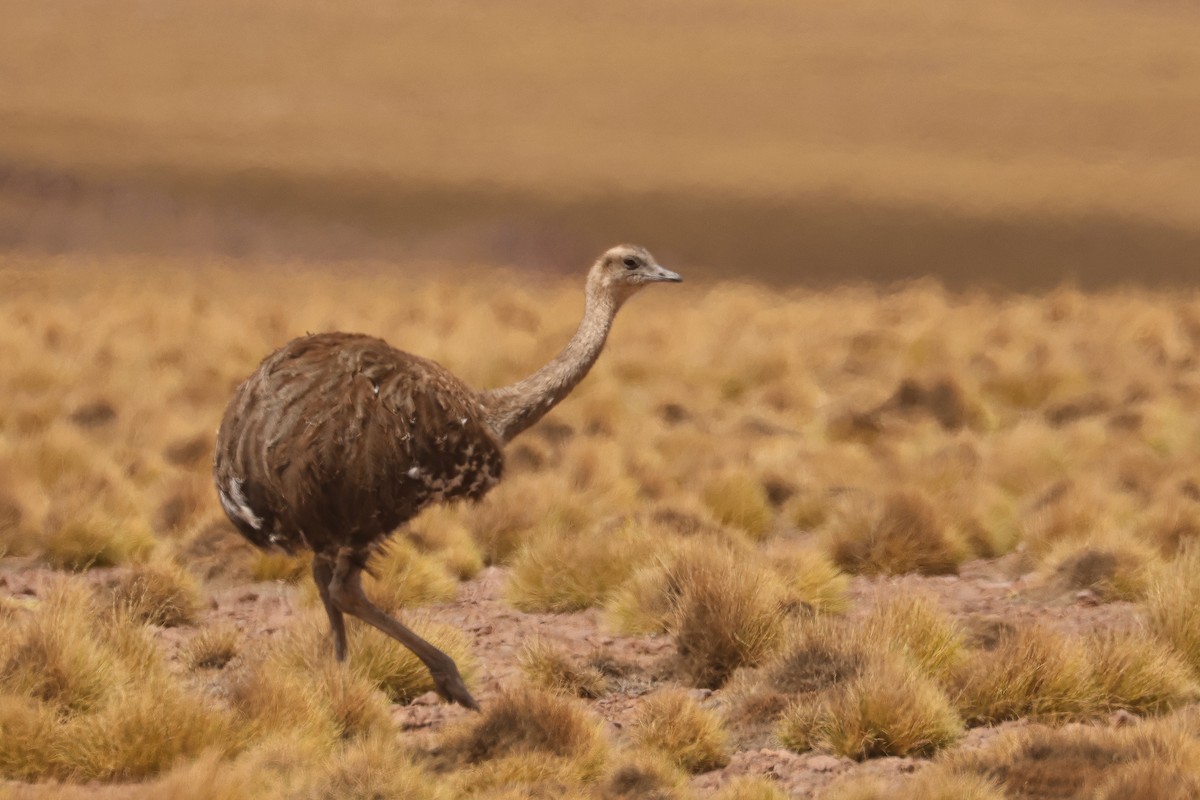 Lesser Rhea - ML641128926