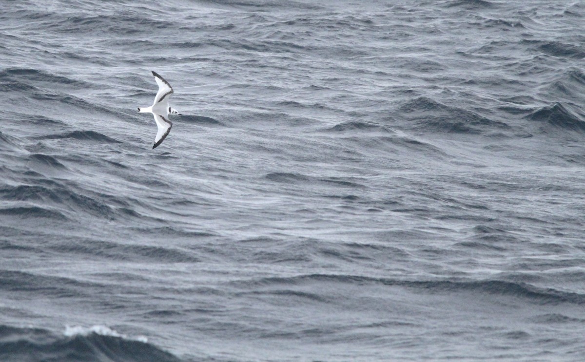 Gaviota Tridáctila - ML641128933