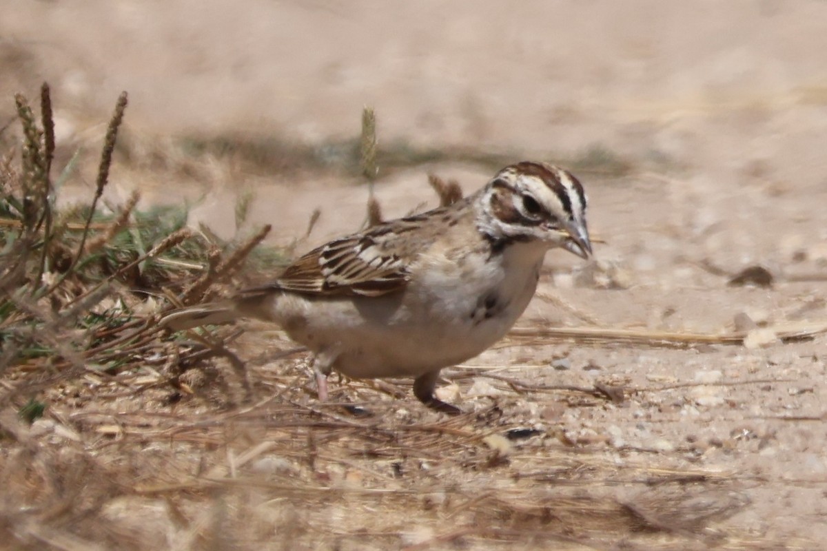 Lark Sparrow - ML641128948