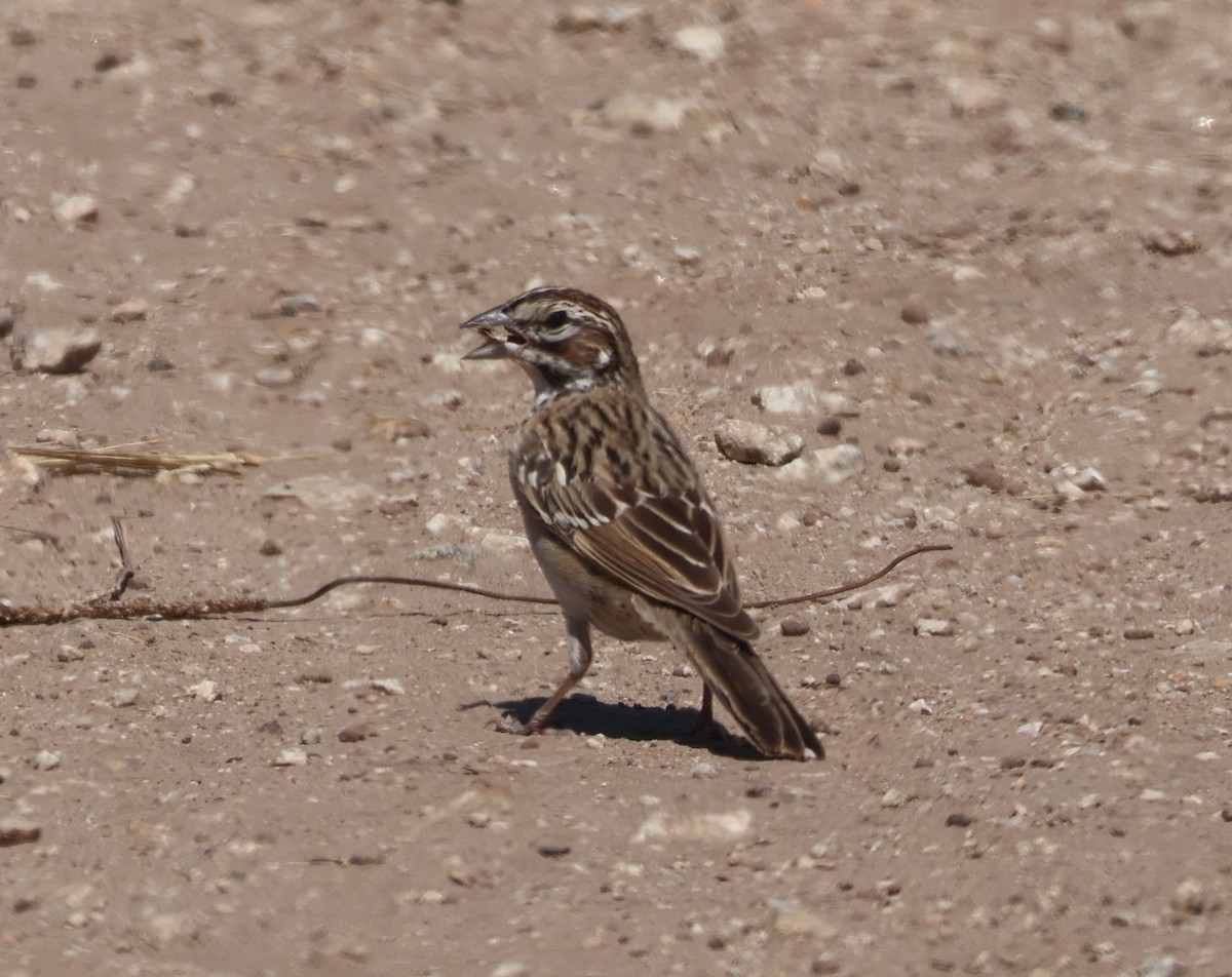 Lark Sparrow - ML641128951