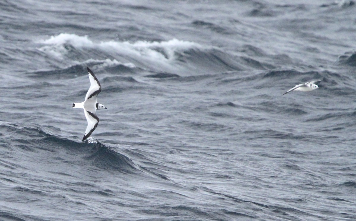 Gaviota Tridáctila - ML641128956
