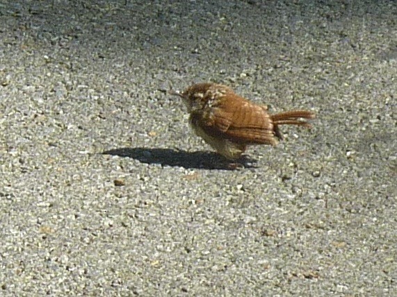 Carolina Wren - ML641128960