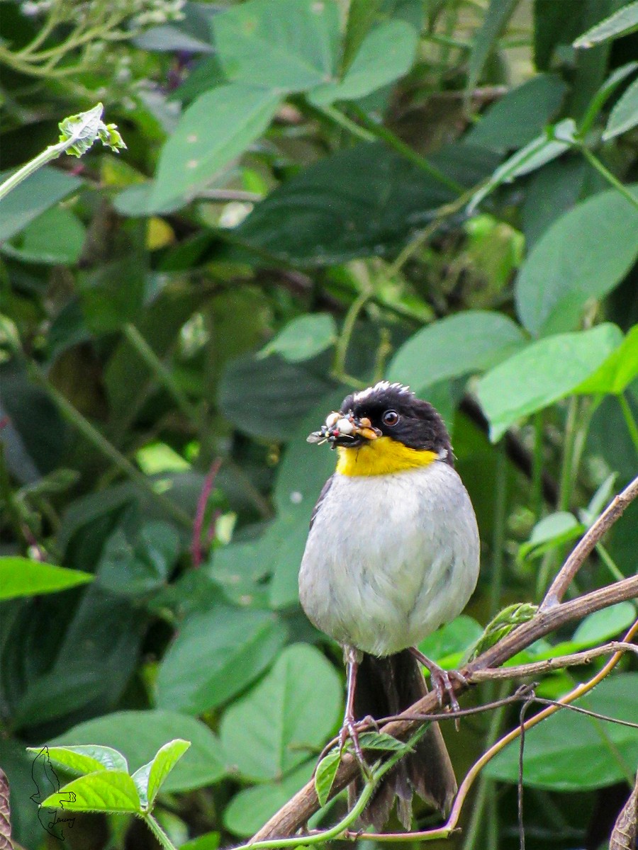 White-naped Brushfinch - ML641128962