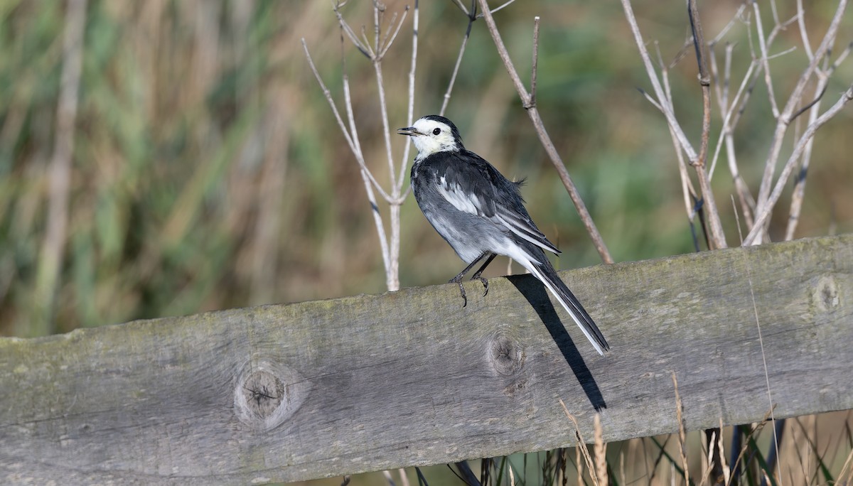 konipas bílý (ssp. yarrellii) - ML641128997
