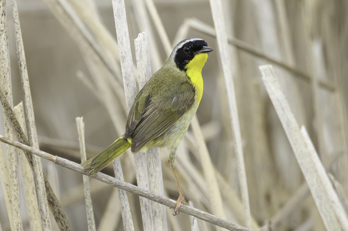 Common Yellowthroat - ML641128998