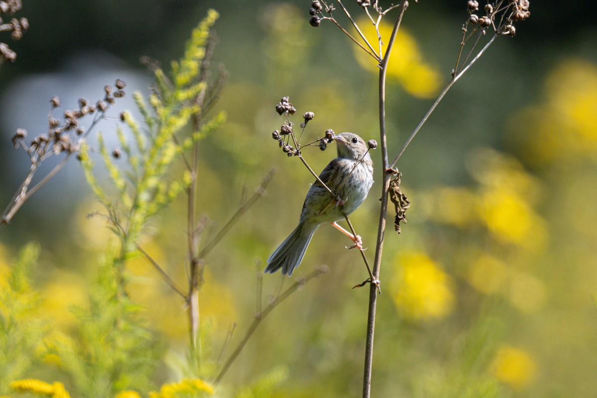 Field Sparrow - ML641128999