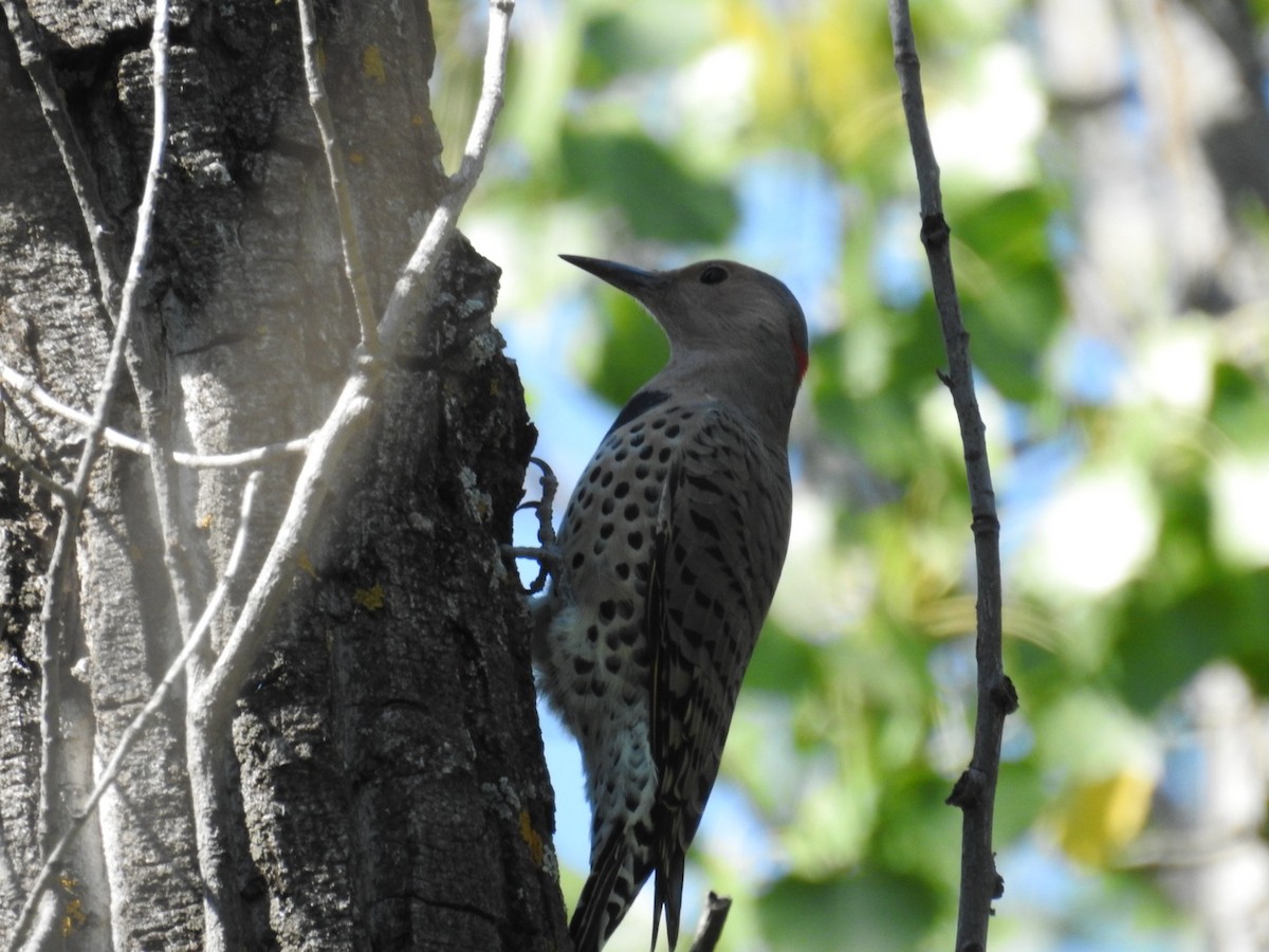 Northern Flicker - ML641129004