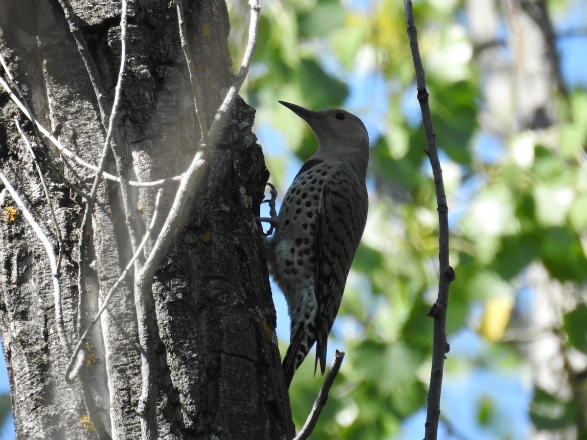 Northern Flicker - ML641129005