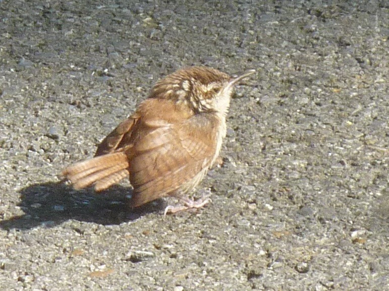 Carolina Wren - ML641129008