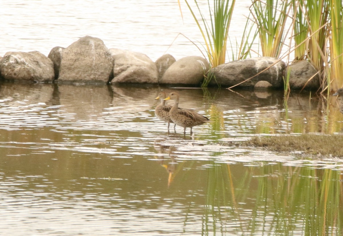 Yellow-billed Pintail (South American) - ML641129034