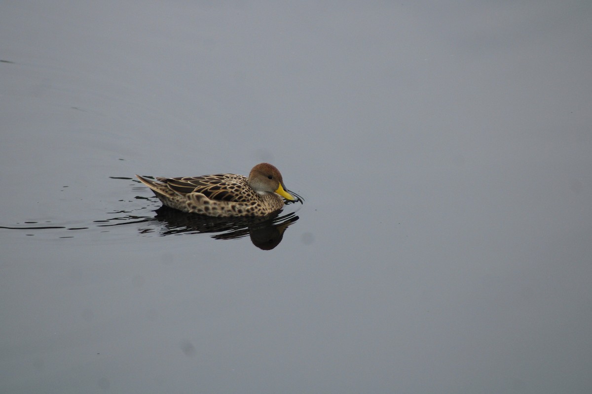 Yellow-billed Pintail - ML641129050