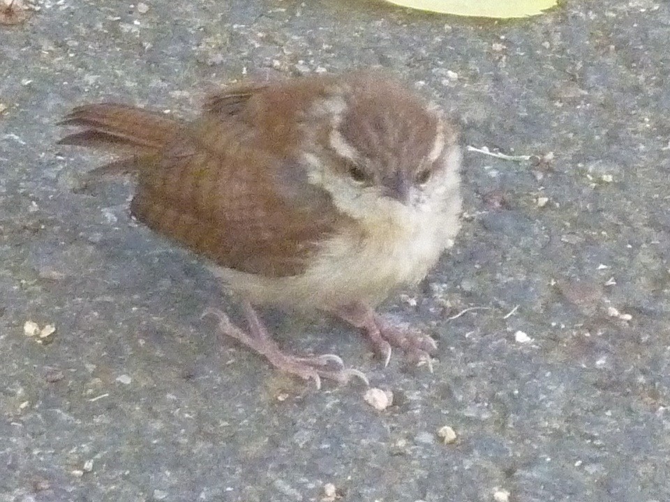 Carolina Wren - ML641129070
