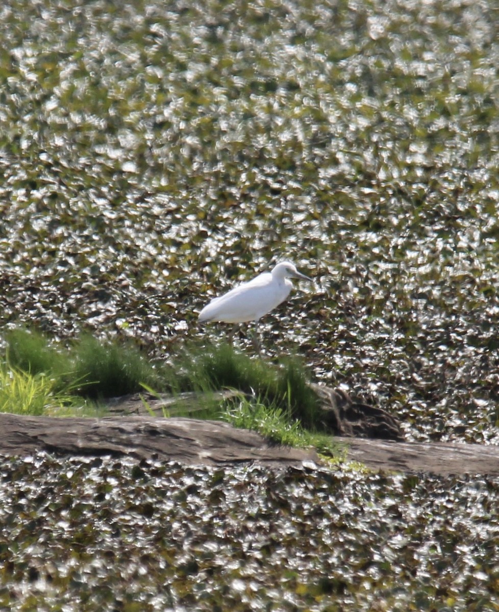 Little Blue Heron - ML641129076