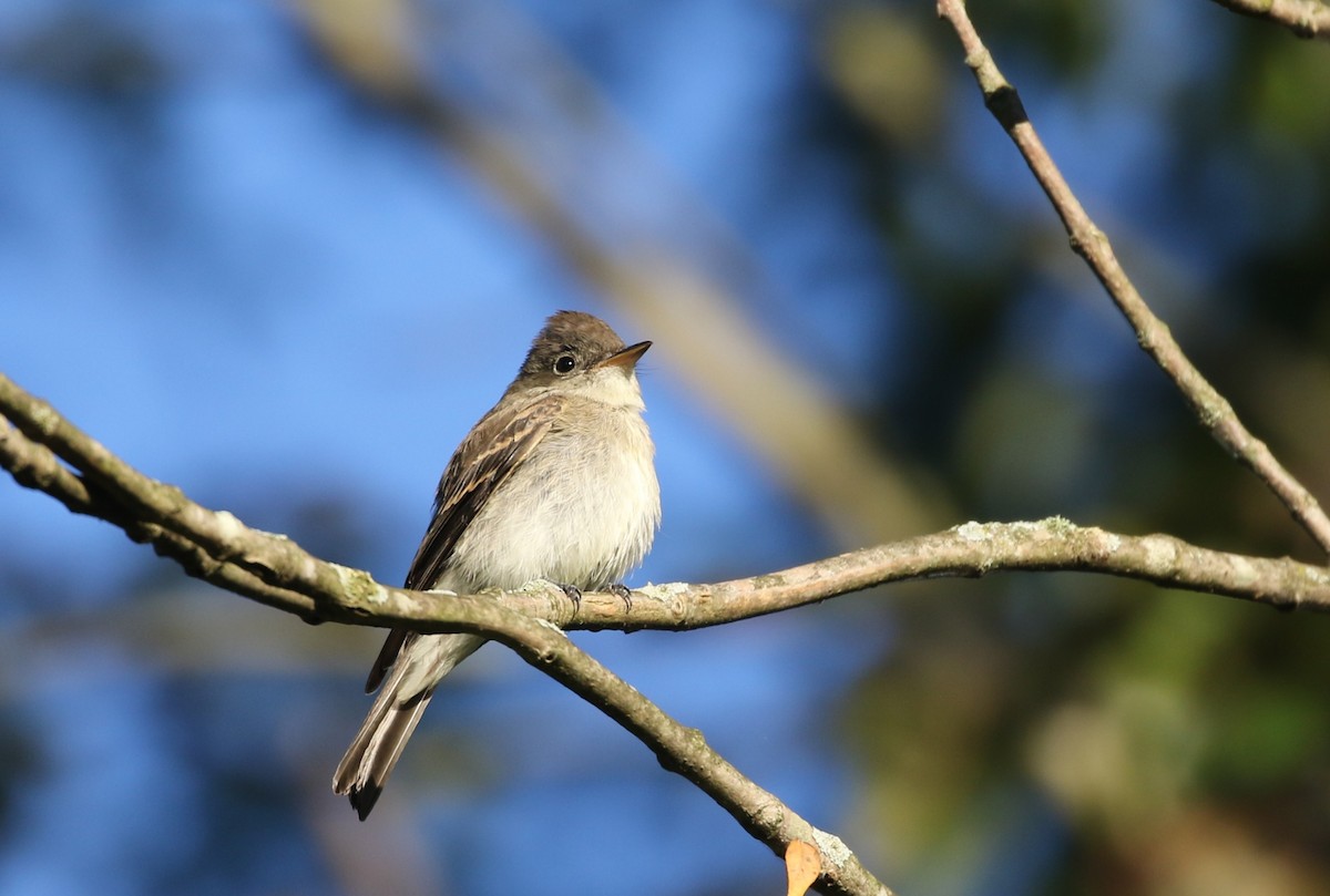 Eastern Wood-Pewee - ML641129093
