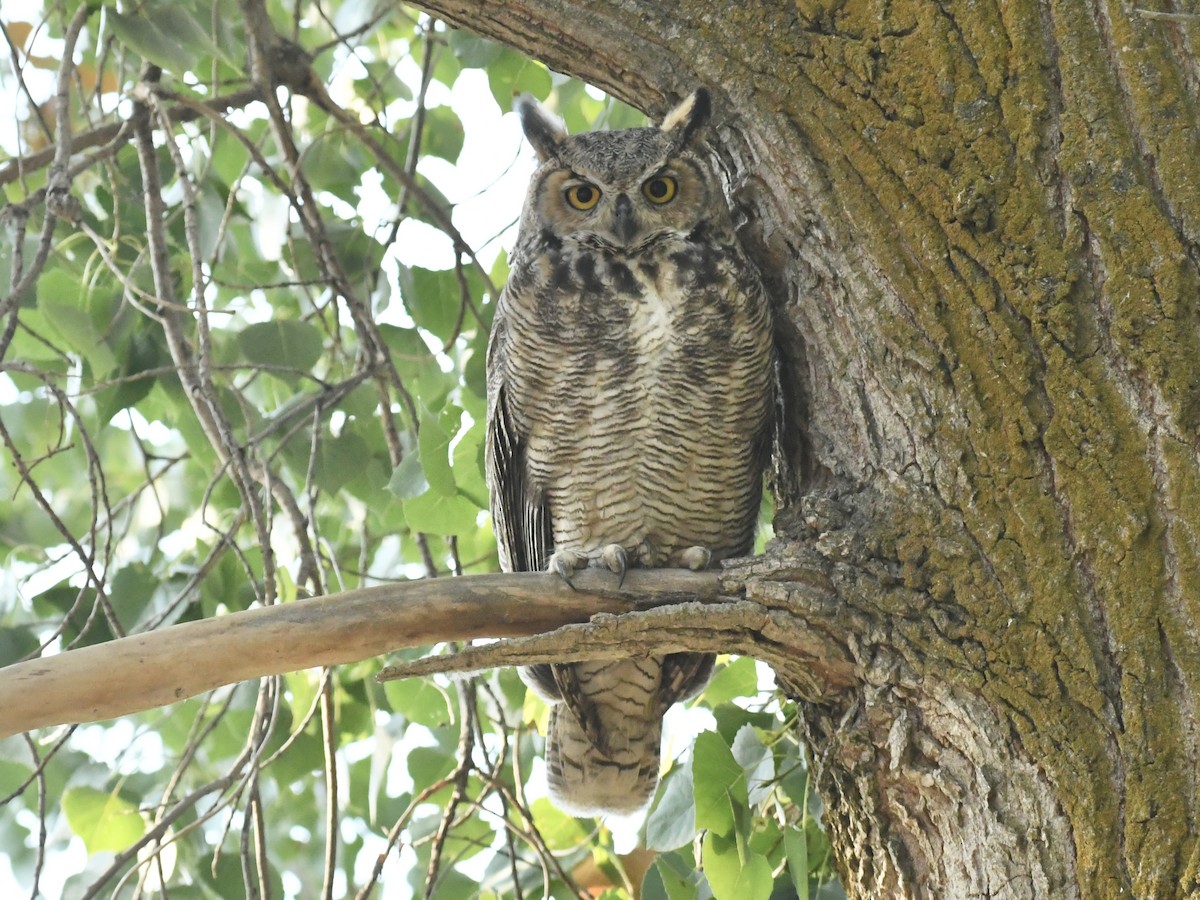 Great Horned Owl - ML641129098