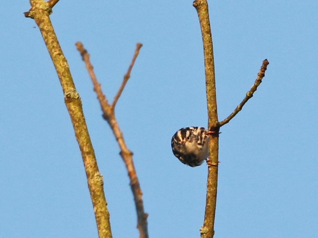 Black-and-white Warbler - ML641129131