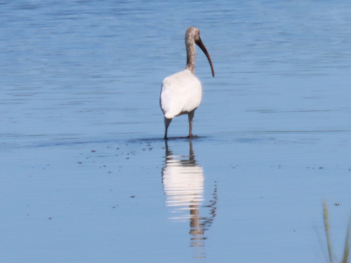 Ibis blanc - ML641129152