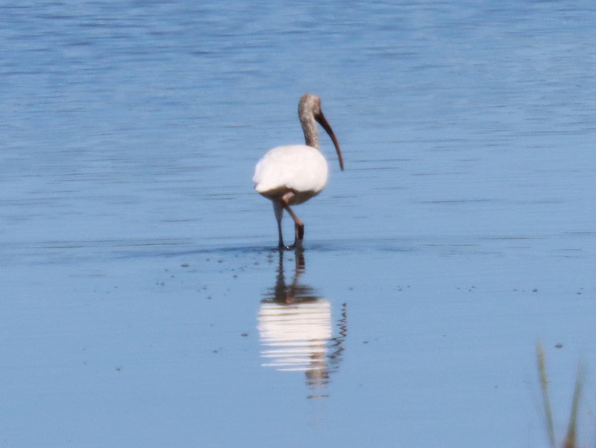 Ibis blanc - ML641129153