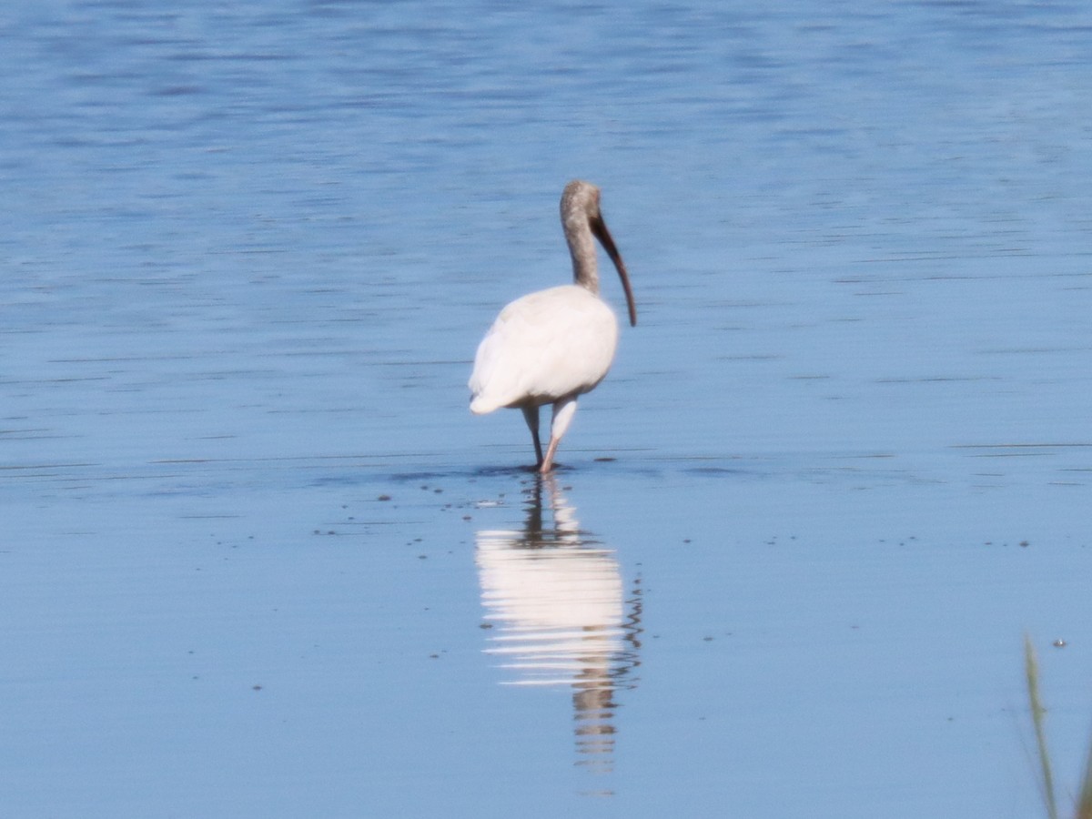 Ibis blanc - ML641129155