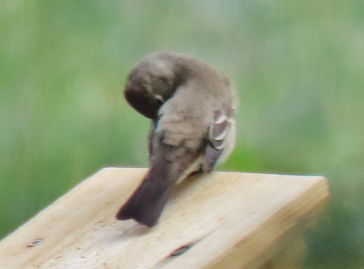 Western Wood-Pewee - ML641129159
