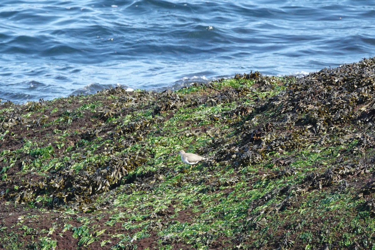 Spotted Sandpiper - ML641129181