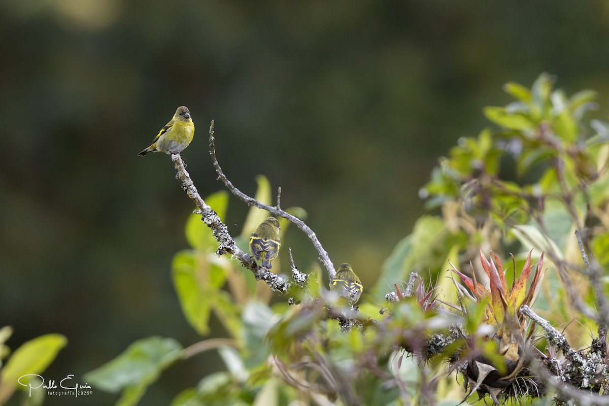 Andean Siskin - ML641129188