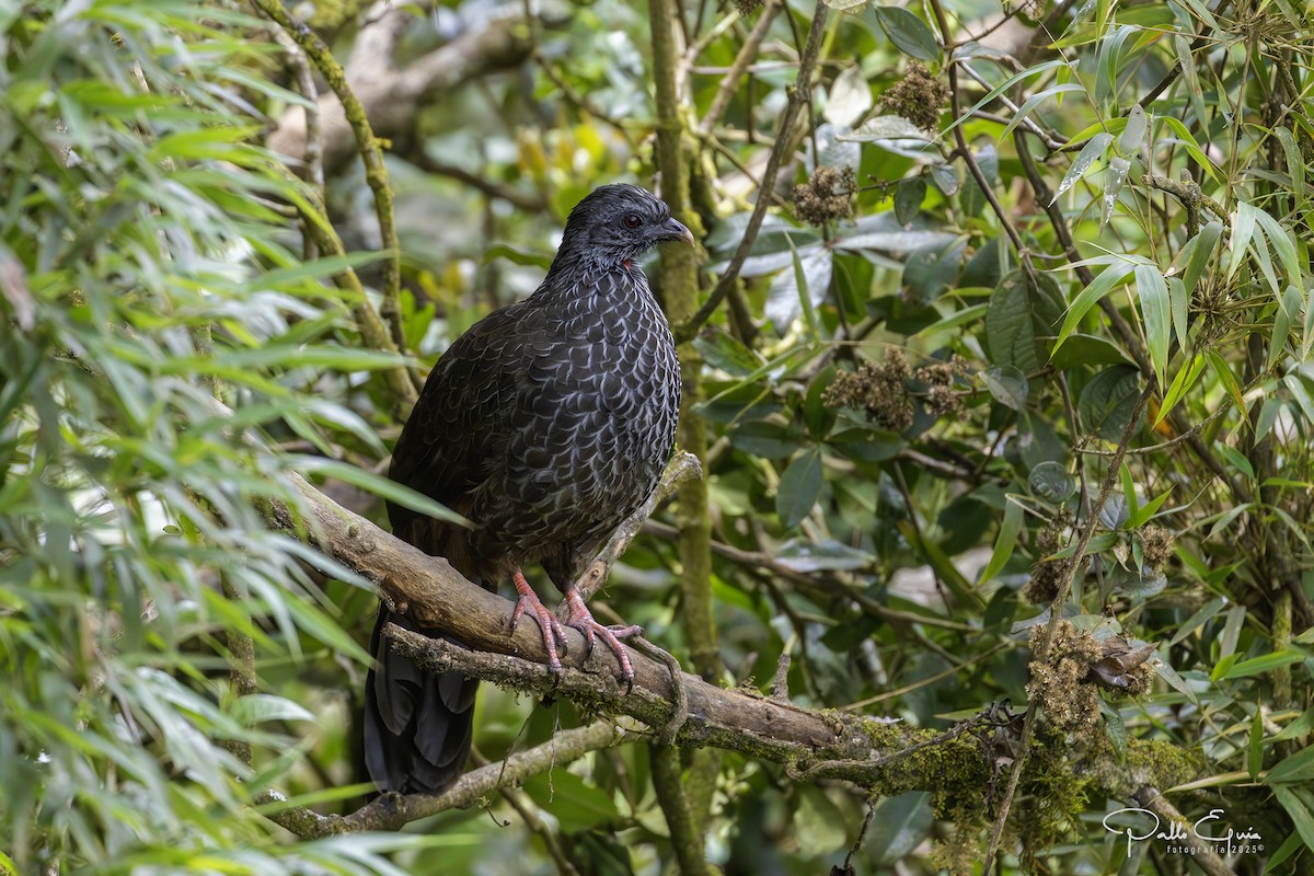 Andean Guan - ML641129193