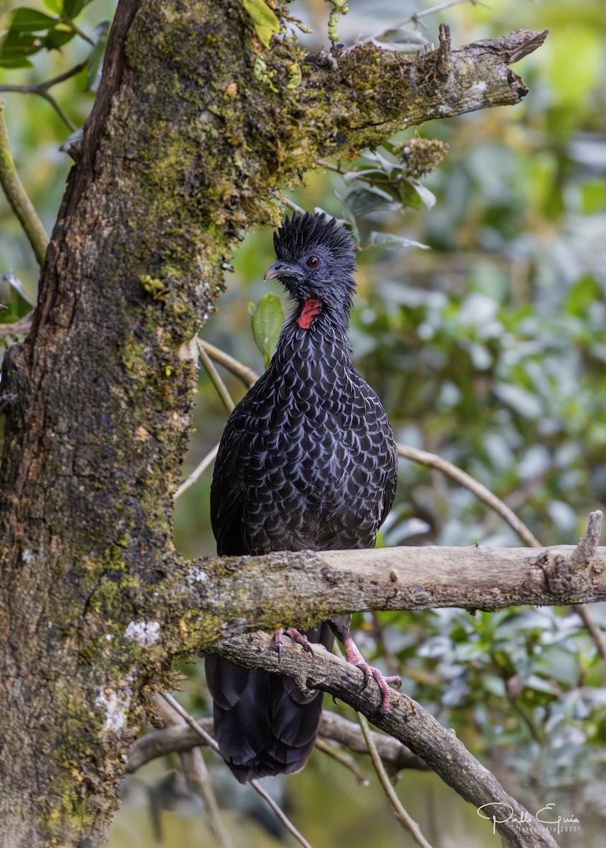 Andean Guan - ML641129194