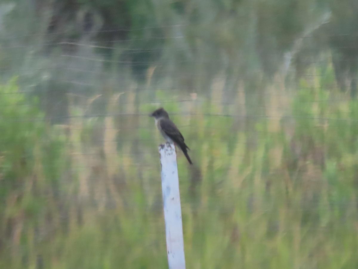 Western Wood-Pewee - ML641129203