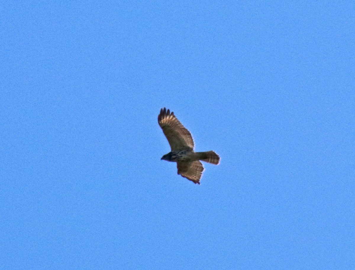 Rotschulterbussard - ML641129205