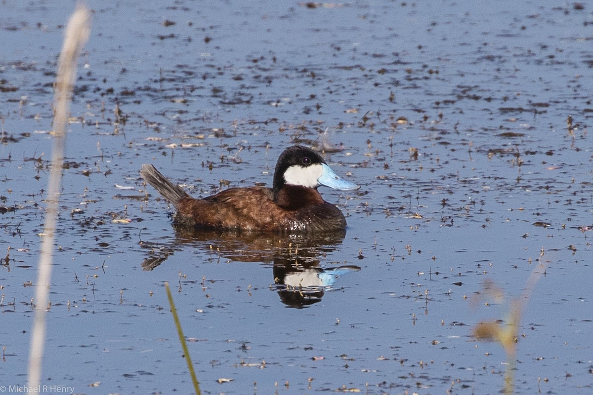 Ruddy Duck - ML64112921