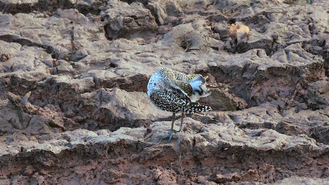 American Golden-Plover - ML641129271