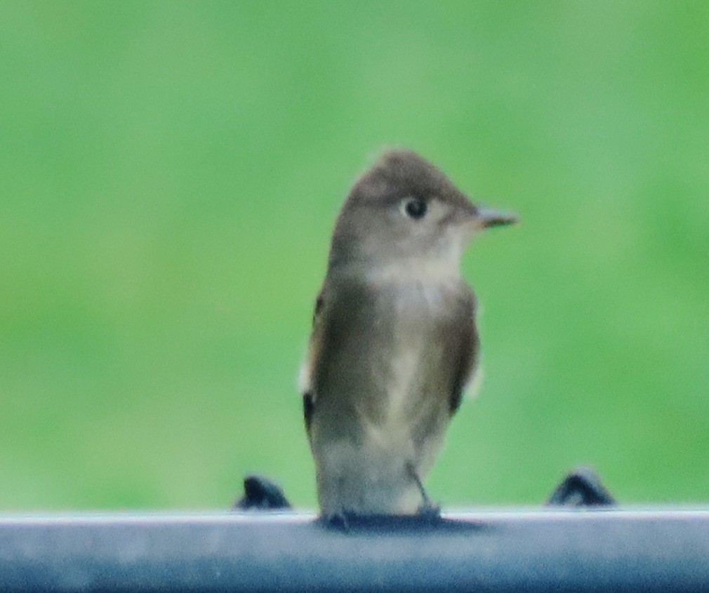 Western Wood-Pewee - ML641129307