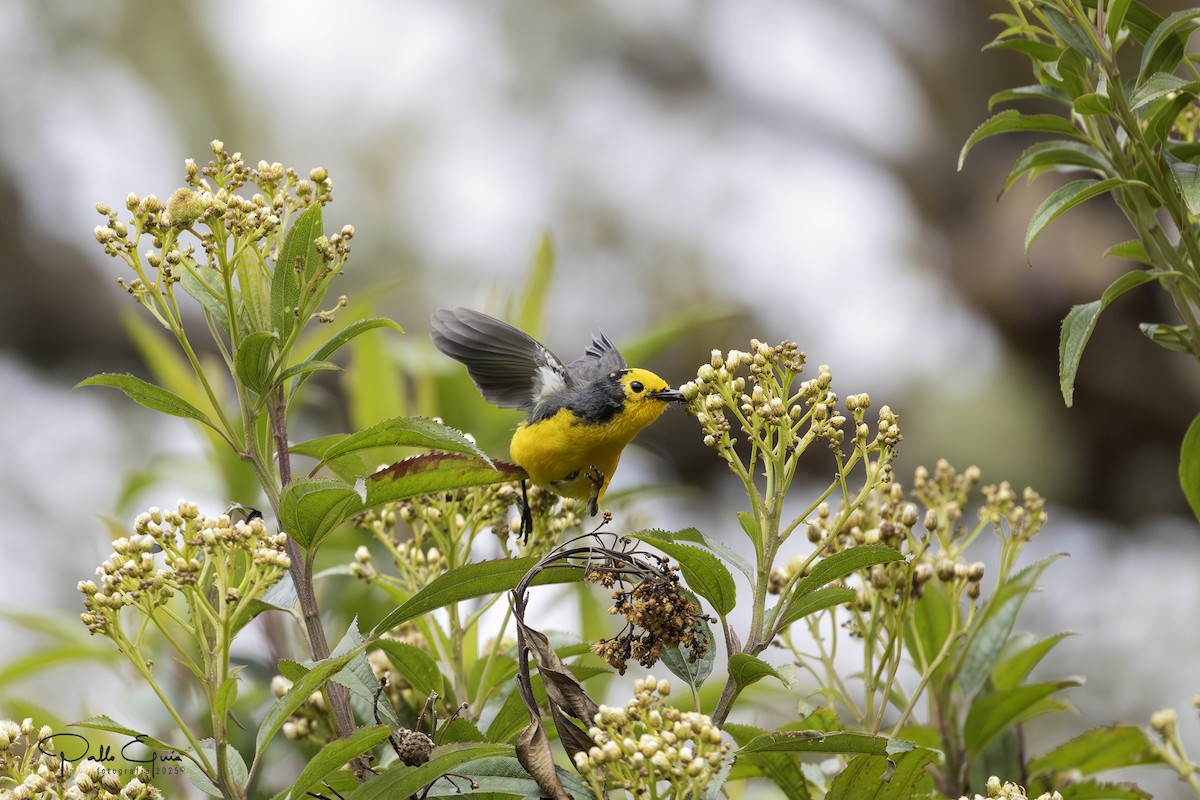 Golden-fronted Redstart - ML641129312