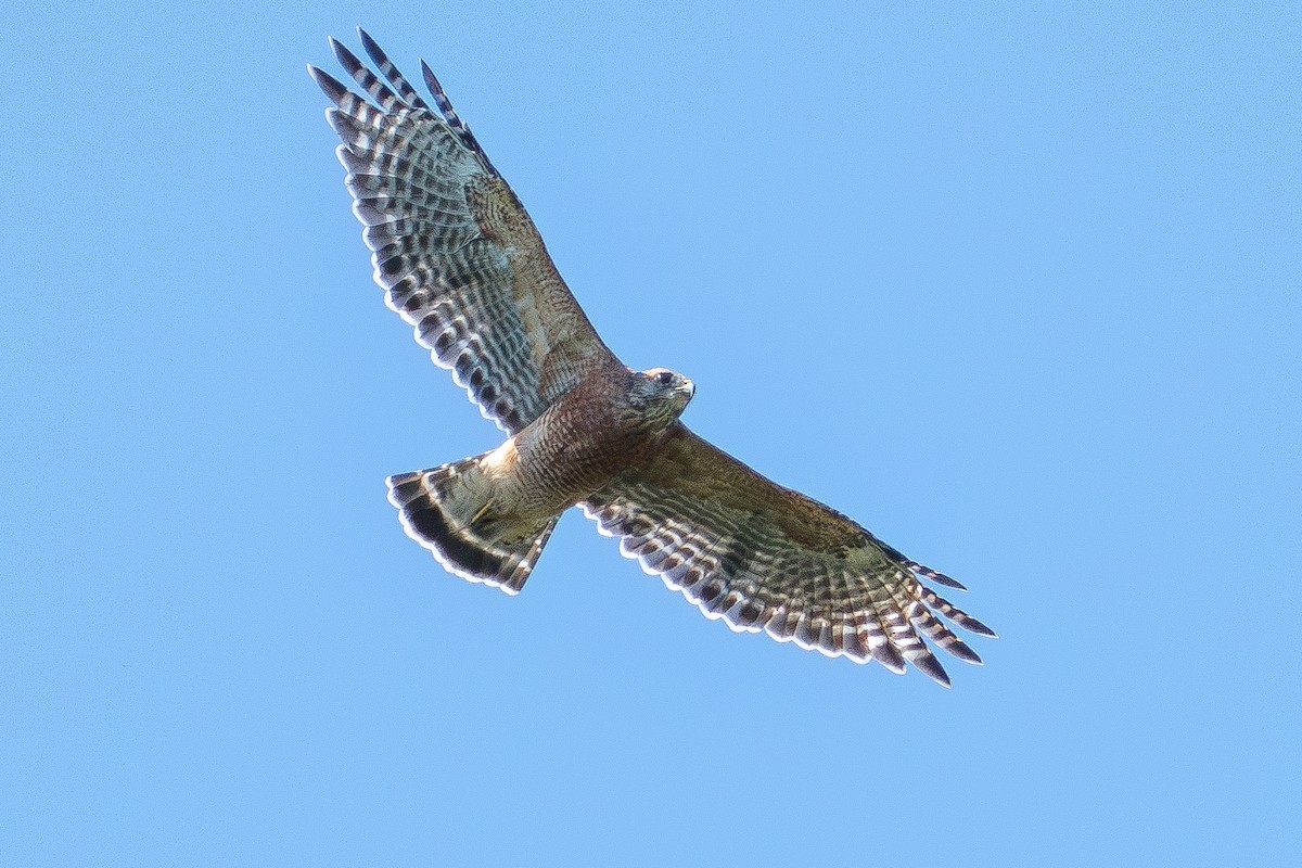 Rotschulterbussard - ML641129328