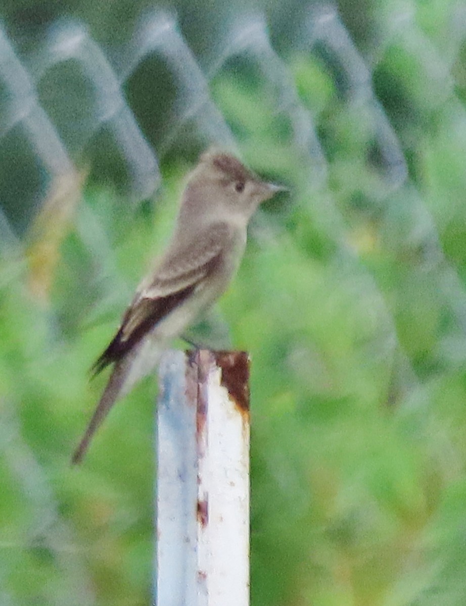 Western Wood-Pewee - ML641129329