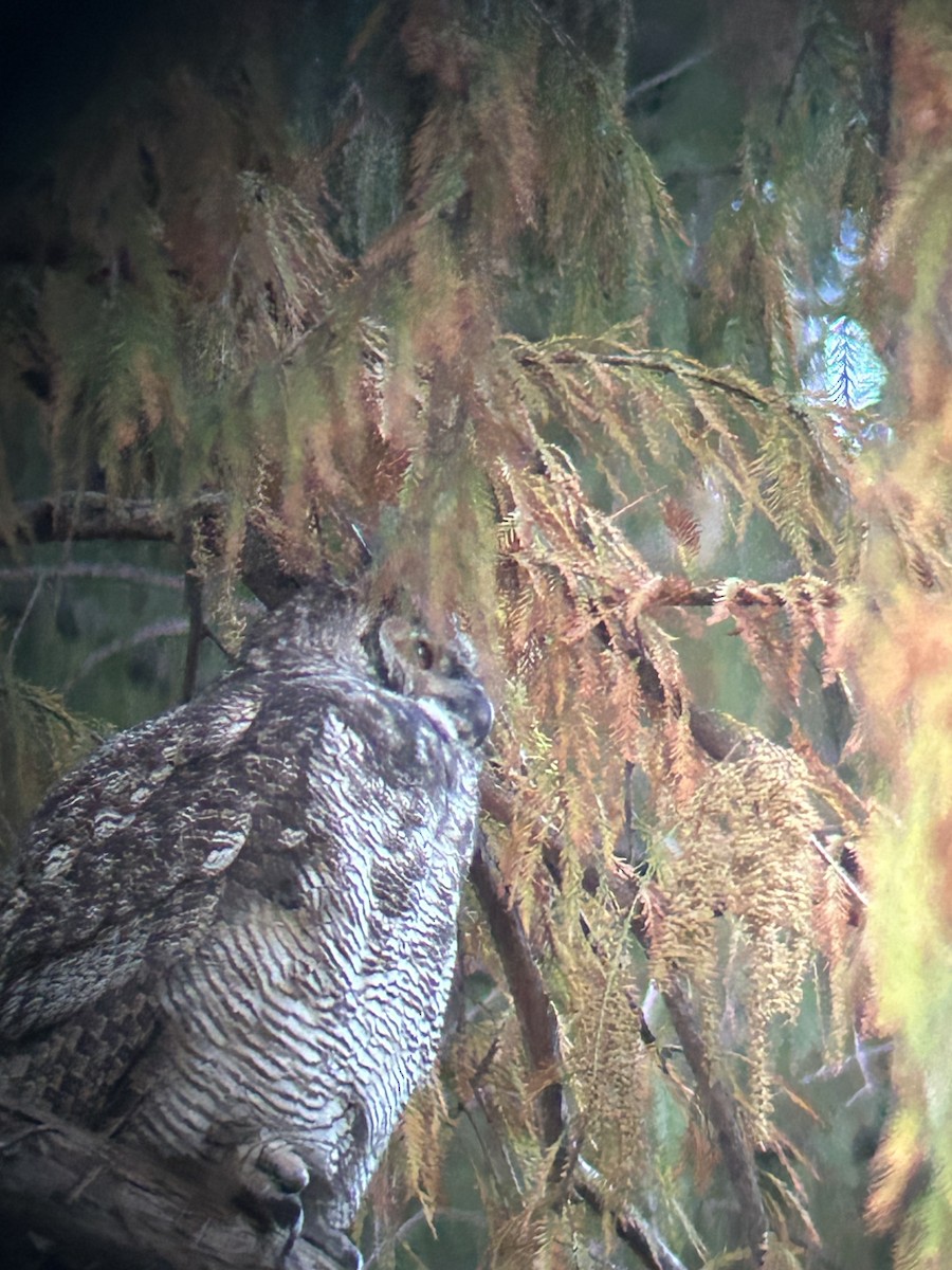Great Horned Owl - ML641129332