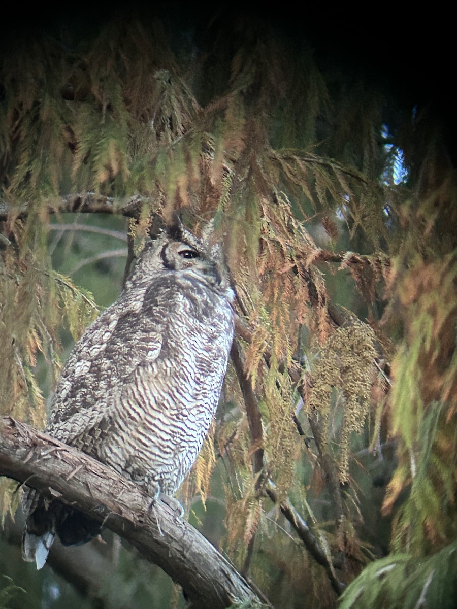 Great Horned Owl - ML641129334