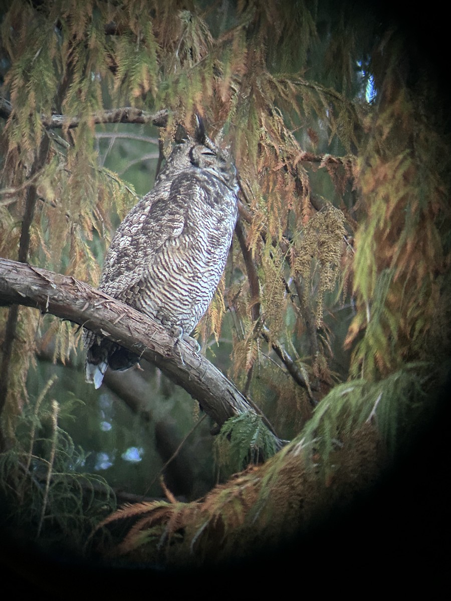 Great Horned Owl - ML641129335