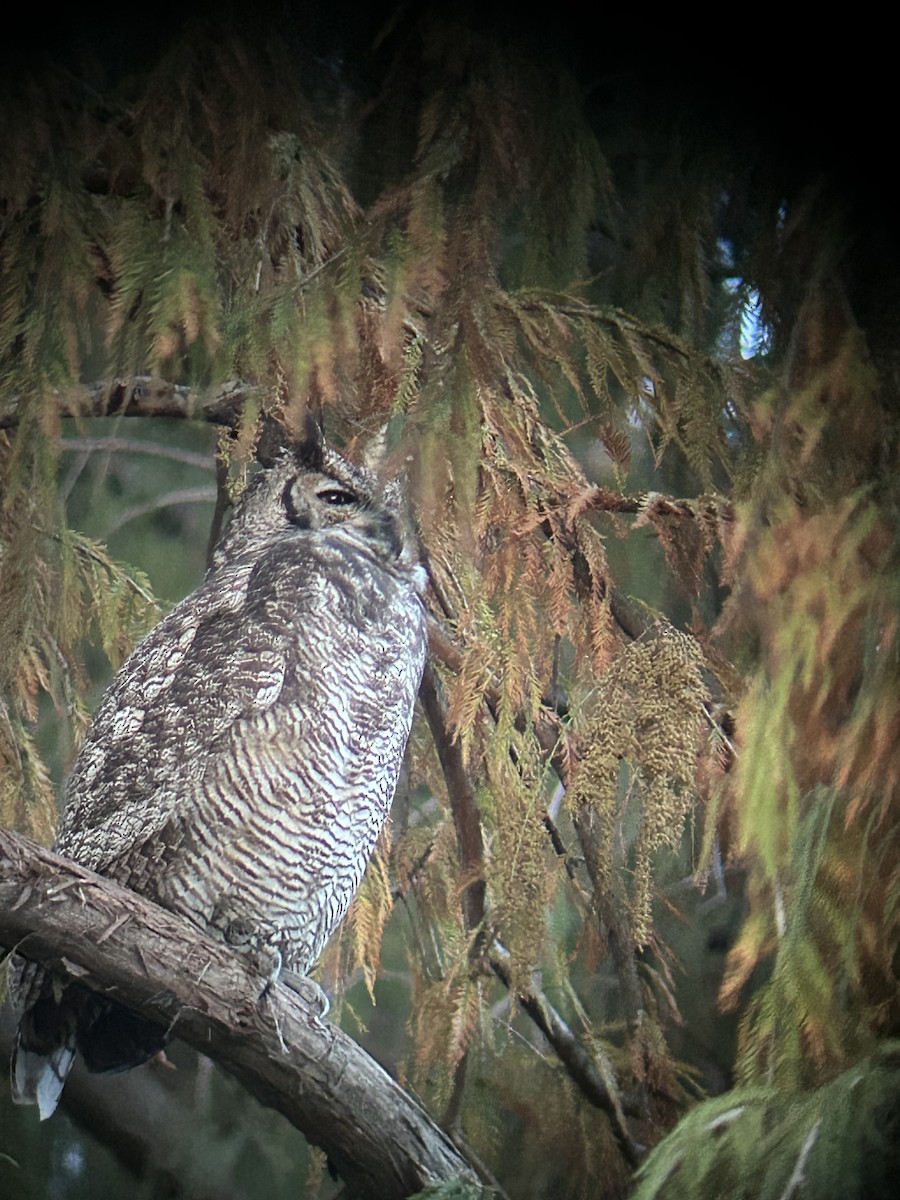 Great Horned Owl - ML641129336